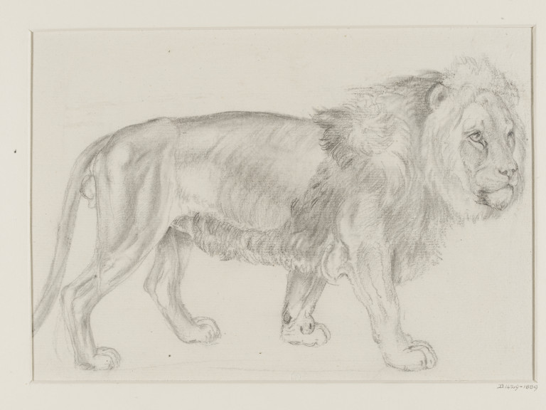 768x576 A Standing Lion Verboeckhoven, Vampa Search The Collections - Standing Lion Drawing