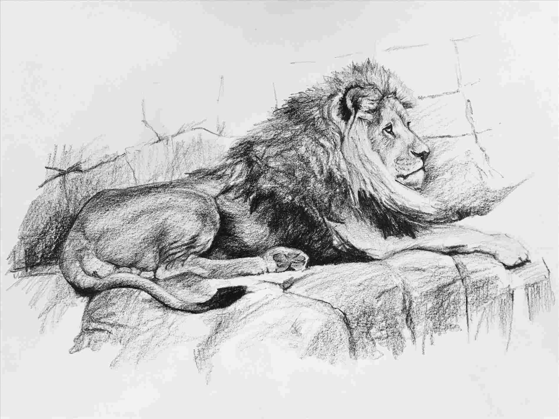 1899x1424 Standing Lion Pencil Drawing - Standing Lion Drawing