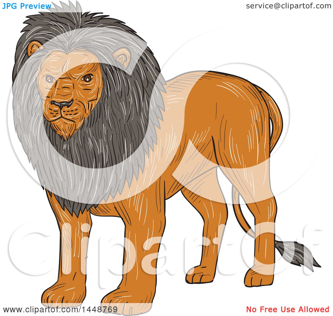 1080x1024 Clipart Of A Sketched Drawing Styled Standing Lion - Standing Lion Drawing