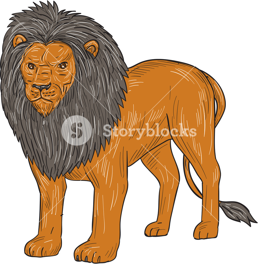 978x1000 Drawing Sketch Style Illustration Of A Lion Standing Hunting - Standing Lion Drawing