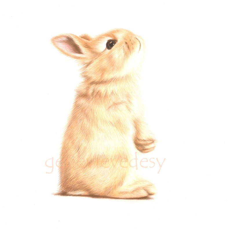 794x794 Original Drawing Of A Bunny Bunny Drawing Rabbit Drawing Etsy - Standing Rabbit Drawing