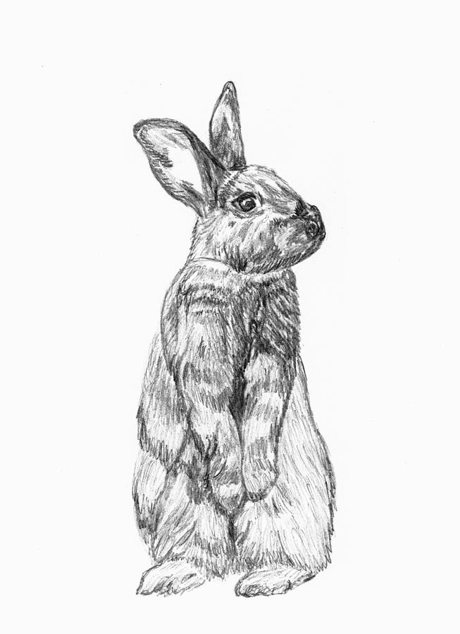 653x900 Rescued Rabbit Drawing - Standing Rabbit Drawing