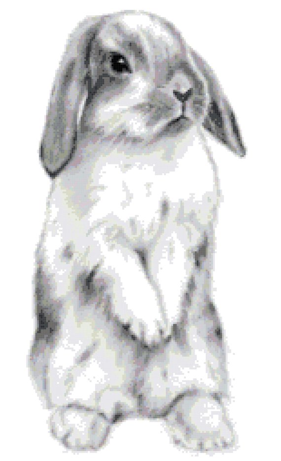 Standing Rabbit Drawing at Explore collection of