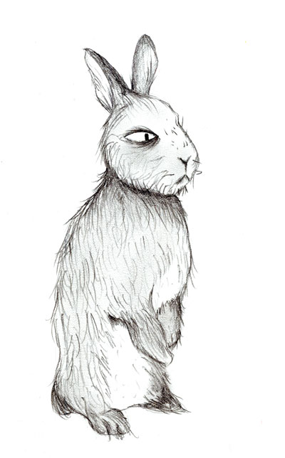 Standing Rabbit Drawing at PaintingValley.com | Explore collection of ...