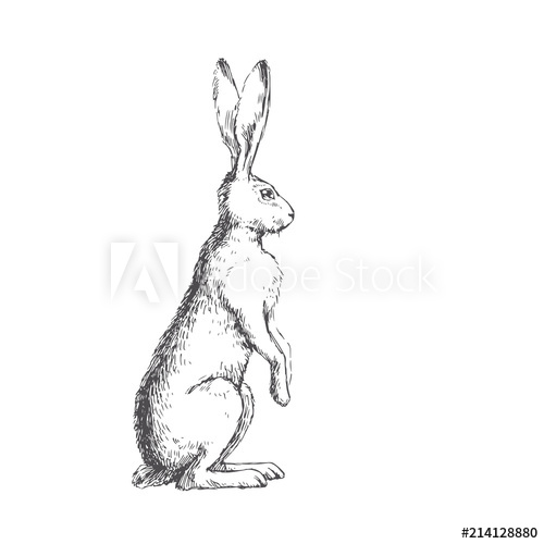 Standing Rabbit Drawing at Explore collection of