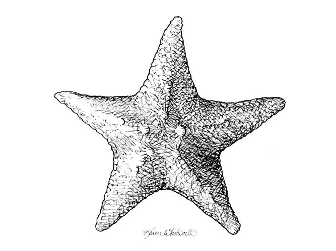 667x500 Beach Starfish Drawing - Star Drawing Black And White