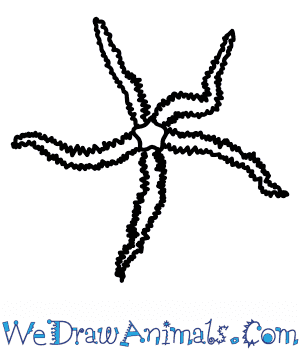 300x350 How To Draw A Brittlestar - Star Drawing Pictures