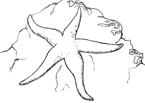 500x357 How To Draw A Starfish - Star Fish Drawing