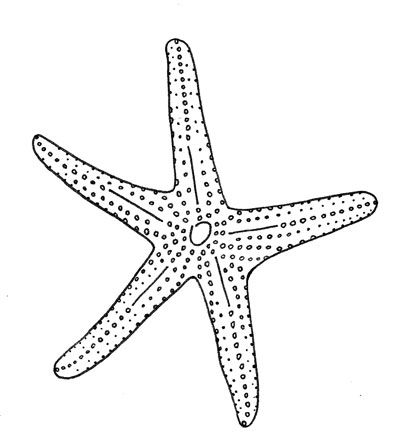 400x440 how to draw starfish papertastebuds blog archive say hello - Star Fish Drawing