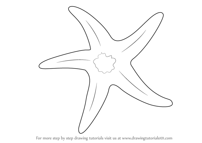 800x566 Learn How To Draw A Starfish - Star Fish Drawing