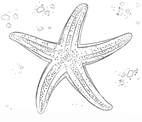 480x412 Sea Star Coloring - Star Fish Drawing