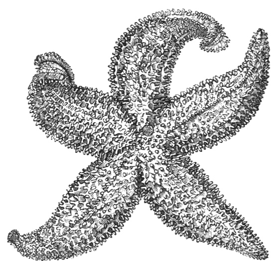 560x524 Starfish Drawing - Star Fish Drawing