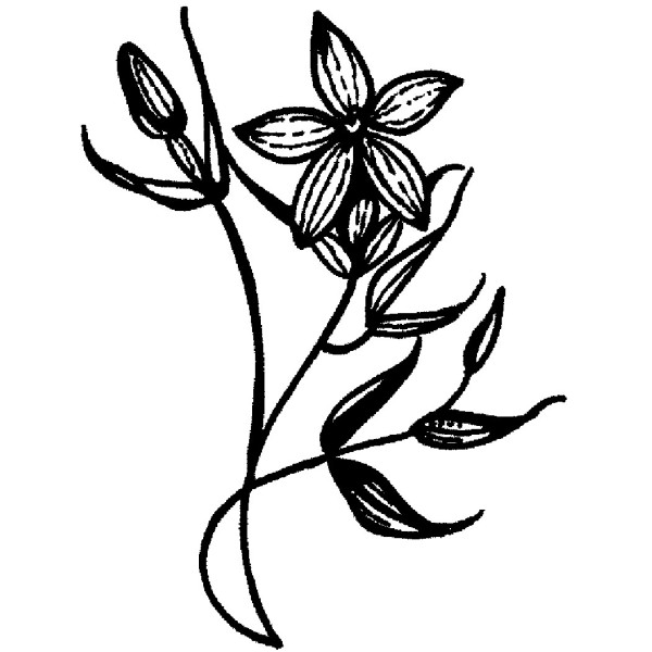 600x600 E Star Flower Purple Daisy Design - Star Flower Drawing