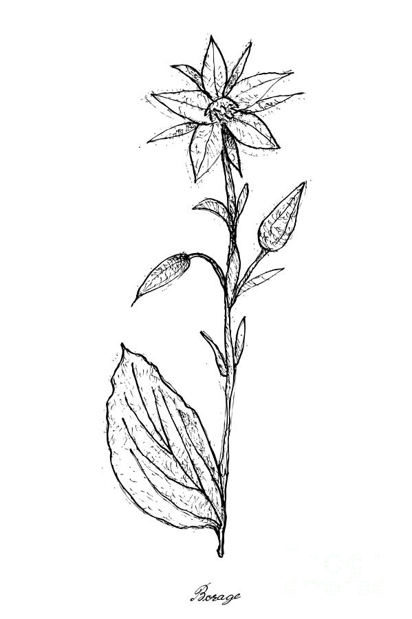 599x900 Hand Drawn Of Borage On White Background Drawing - Star Flower Drawing