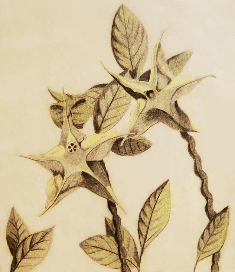 777x900 Star Flower Drawing - Star Flower Drawing