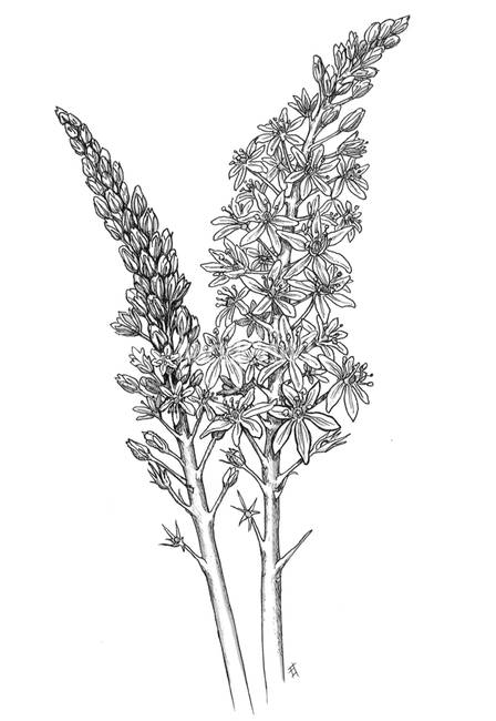 448x650 star of bethlehem - Star Flower Drawing