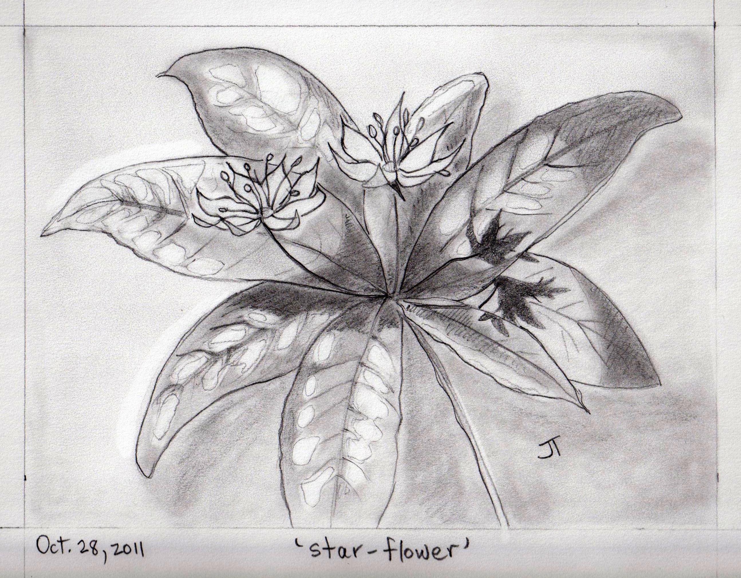 2589x2017 American Star Flower - Star Flower Drawing