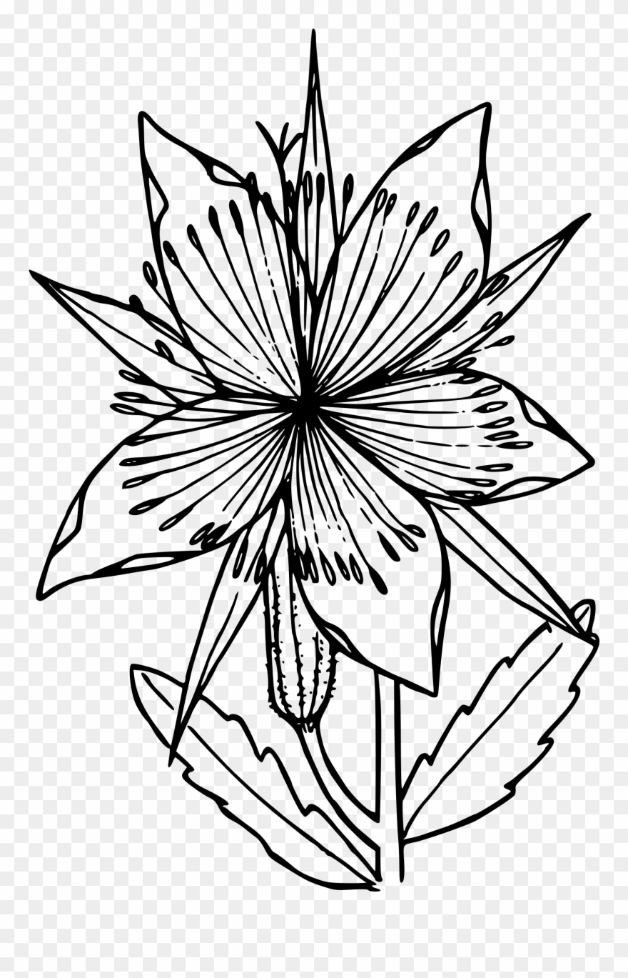 880x1369 Big Image - Star Flower Drawing
