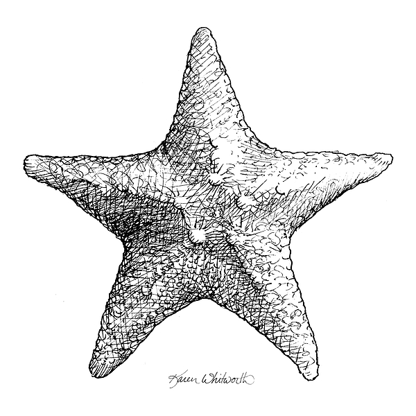 600x600 Coastal Starfish Drawing - Star Line Drawing