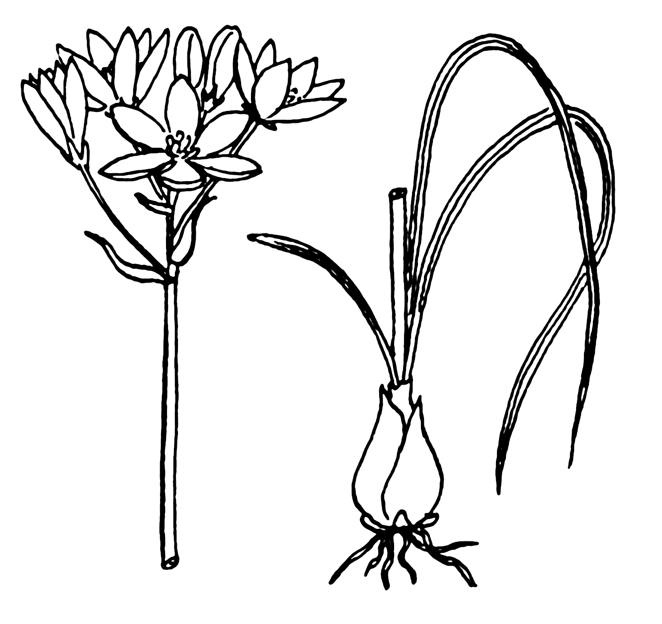 1332x1254 filestar of bethlehem - Star Of Bethlehem Drawing