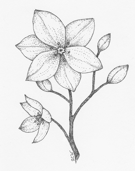 476x600 star of bethlehem cutters world of sugar art - Star Of Bethlehem Drawing