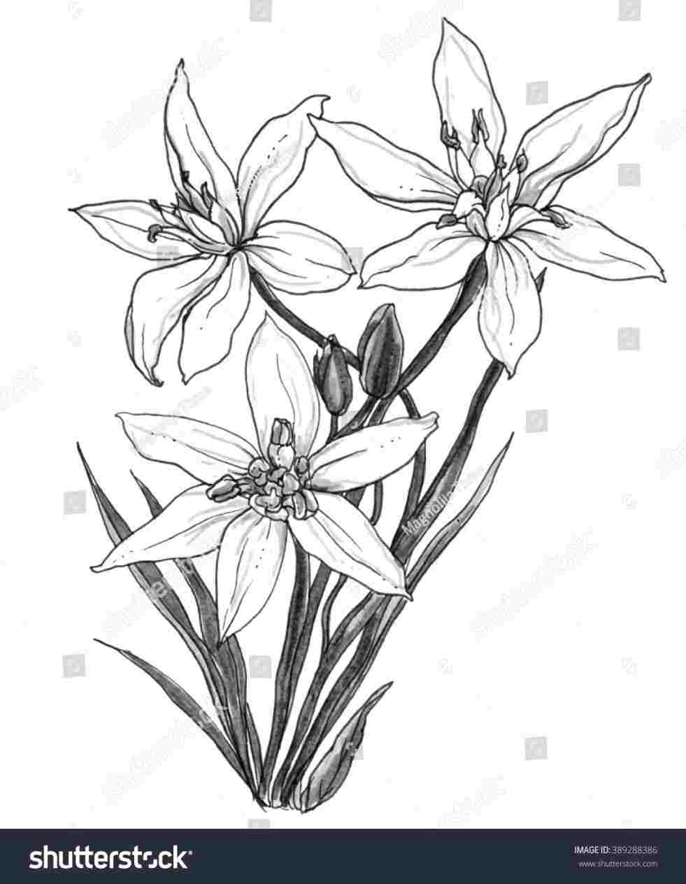 Star Of Bethlehem Drawing at Explore collection of