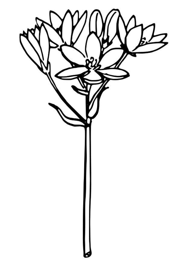 620x875 coloring - Star Of Bethlehem Drawing