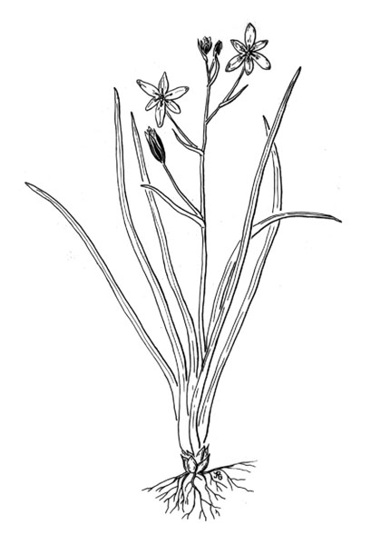 409x600 drawn stars bethlehem - Star Of Bethlehem Drawing