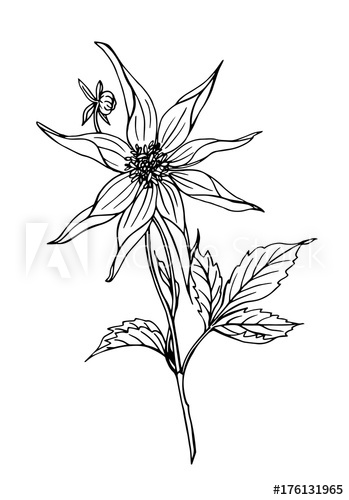 349x500 dahlia star shaped outline black and white drawing - Star Outline Drawing
