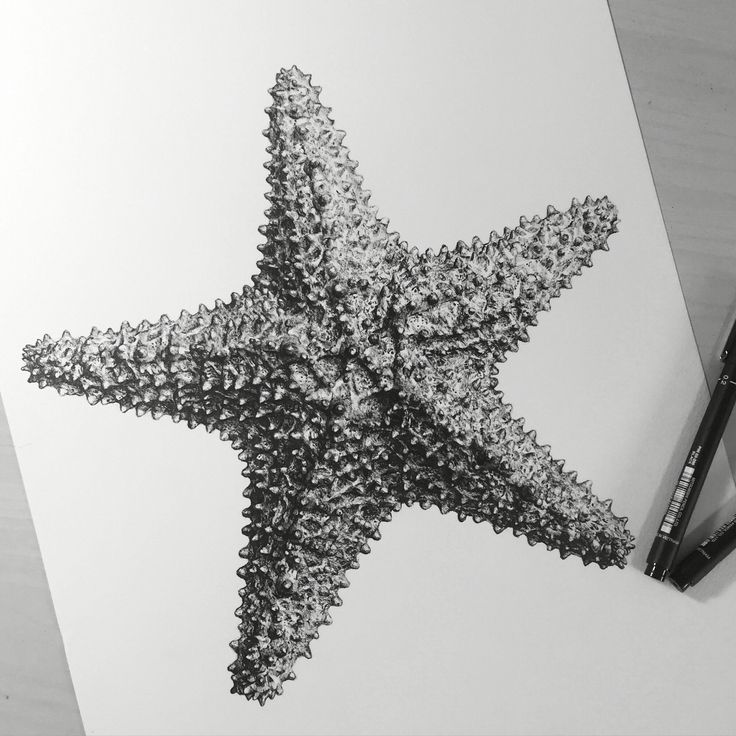Starfish Drawing