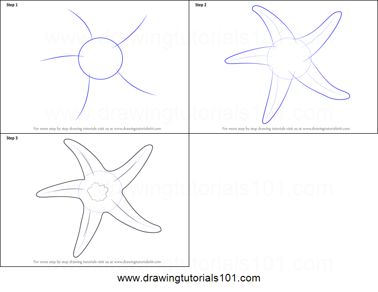 751x581 How To Draw A Starfish Printable Step - Starfish Drawing
