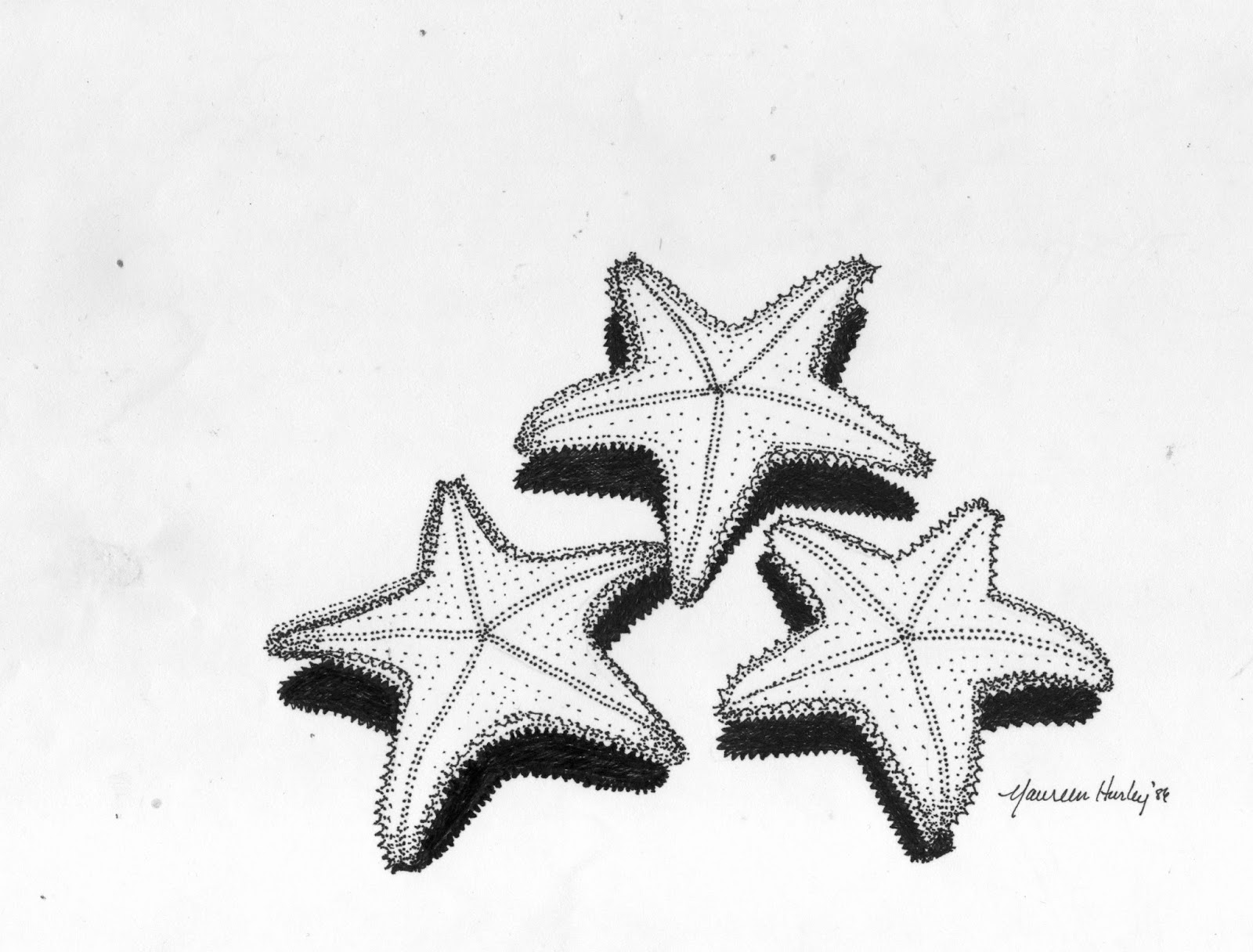 1600x1216 Literrata Starfish Drawing, Bahamas - Starfish Drawing