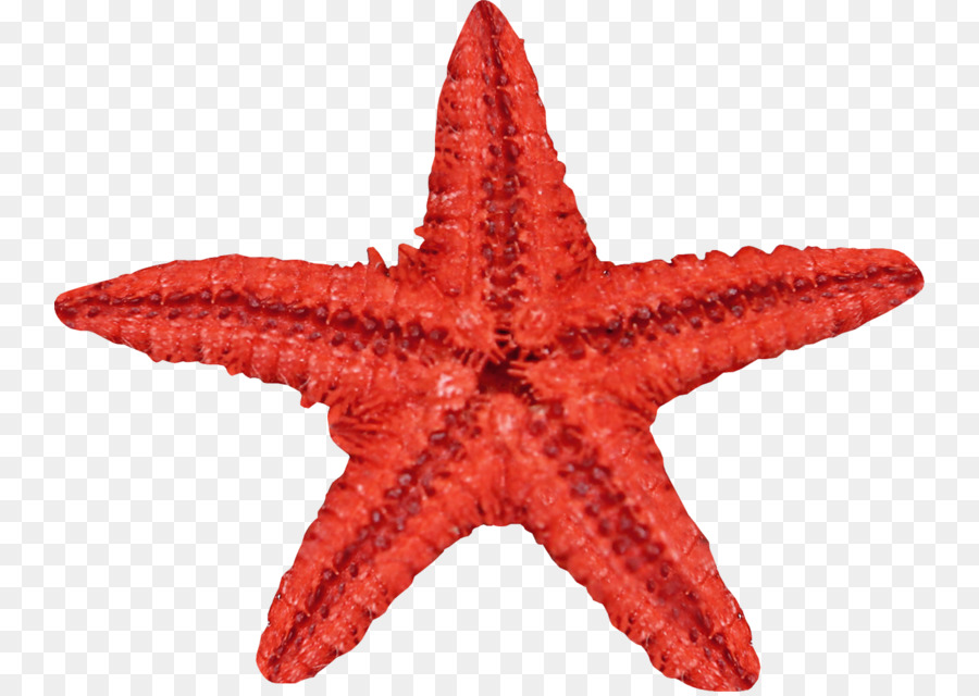 900x640 Starfish, Drawing, Transparent Png Image Clipart Free Download - Starfish Drawing