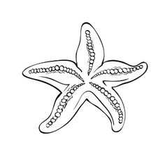 236x236 best tats images starfish tattoos, star tattoos, starfish drawing - Starfish Drawing