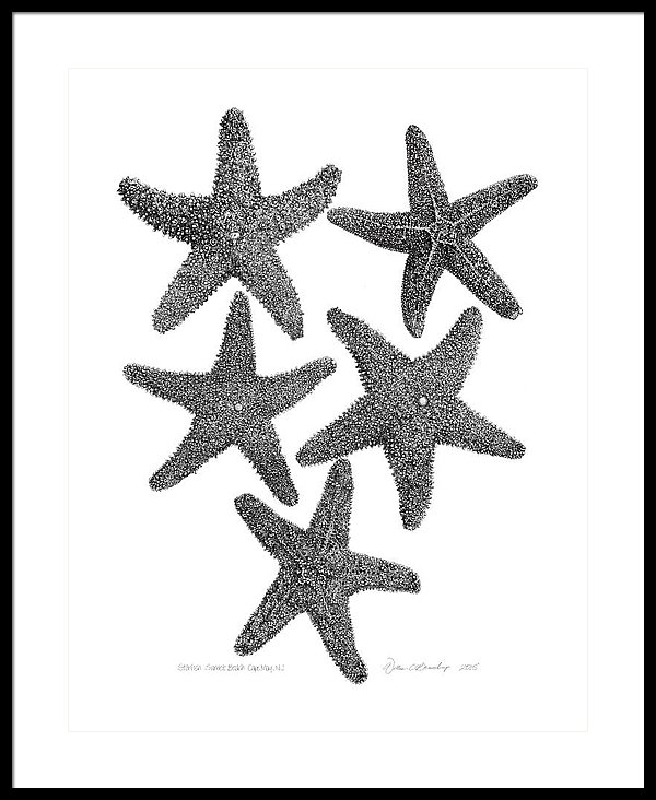 600x732 Starfish Drawing Framed Print - Starfish Drawing