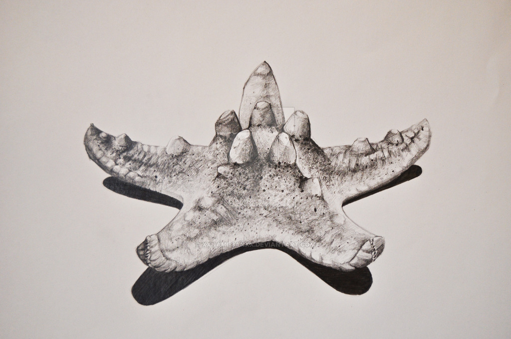 1024x680 Starfish Drawing - Starfish Drawing