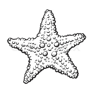 320x320 Starfish Drawing Tattoo For Free Download - Starfish Drawing