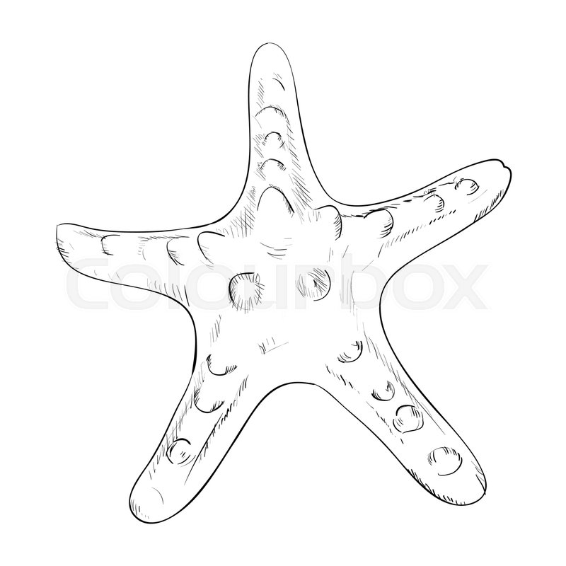 800x800 Vector Sketch Of Starfish Hand Draw Stock Vector Colourbox - Starfish Drawing