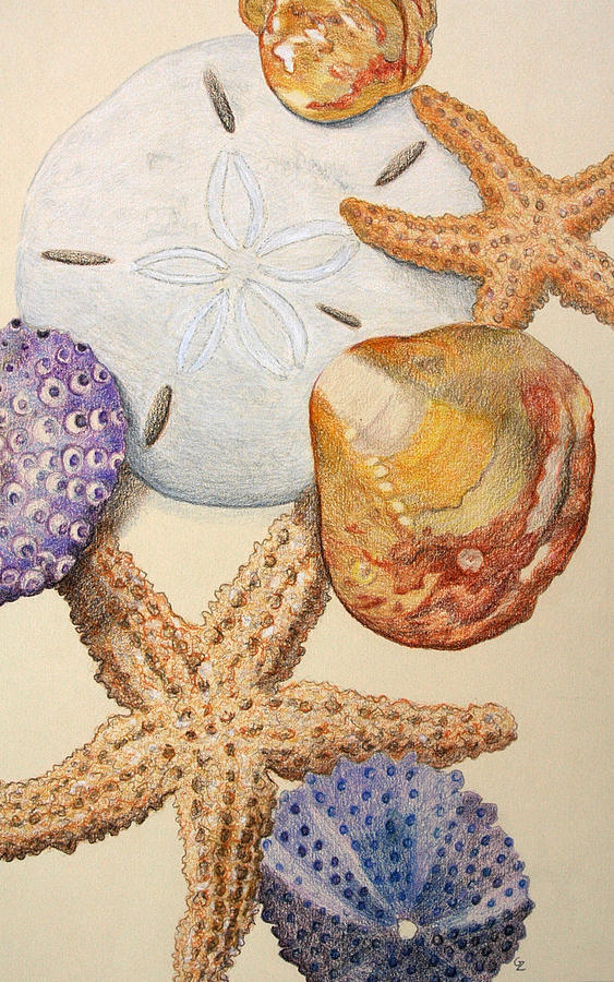 563x900 vertical starfish drawing - Starfish Drawing