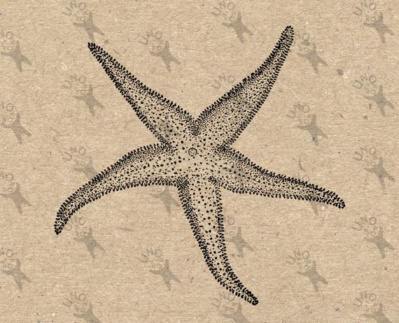 570x462 Vintage Image Ocean Life Starfish Retro Drawing Instant Etsy - Starfish Drawing