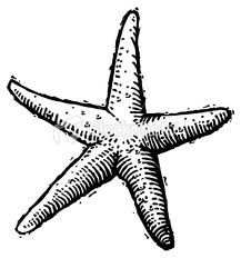 217x232 Starfish Drawing Style - Starfish Drawing