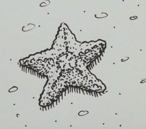 300x265 How To Draw A Starfish Easy Step - Starfish Drawing For Kids