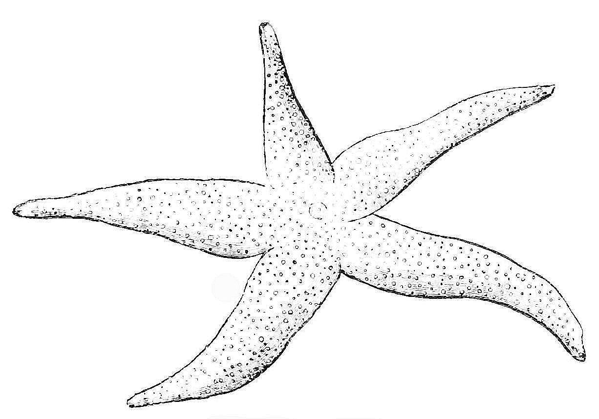 1226x858 rare starfish coloring sheets free printable pages for kids - Starfish Drawing For Kids