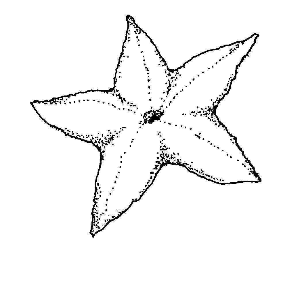 984x977 Starfish Coloring - Starfish Drawing For Kids