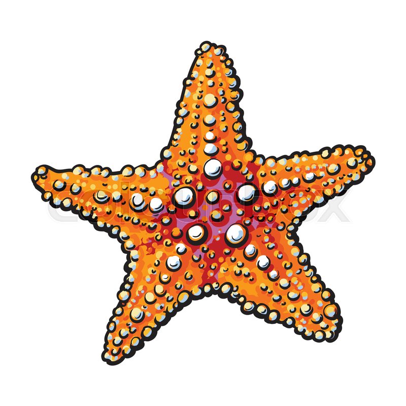 800x800 Hand Drawn Starfish, Underwater Living Stock Vector Colourbox - Starfish Drawing Images