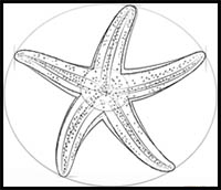 200x172 how to draw cartoon starfish realistic starfish drawing - Starfish Drawing Images