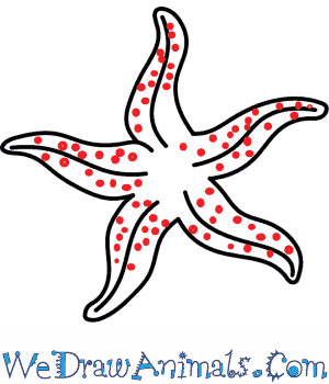 300x350 How To Draw A Starfish - Starfish Drawing Images