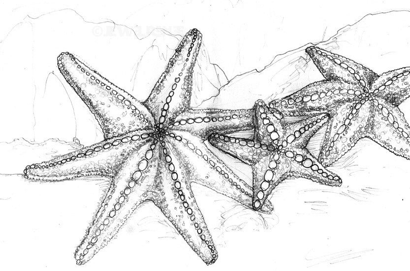 833x551 Images Of Star Fish For Drawing - Starfish Drawing Images