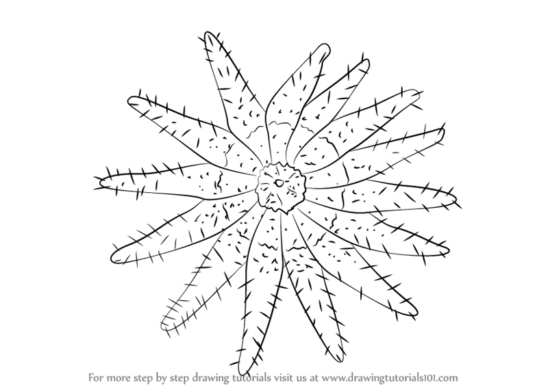 800x566 Learn How To Draw A Crown Of Thorns Starfish - Starfish Drawing Images