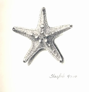 311x320 sketch of starfish new starfish realistic sketch sea star isolated - Starfish Drawing Images